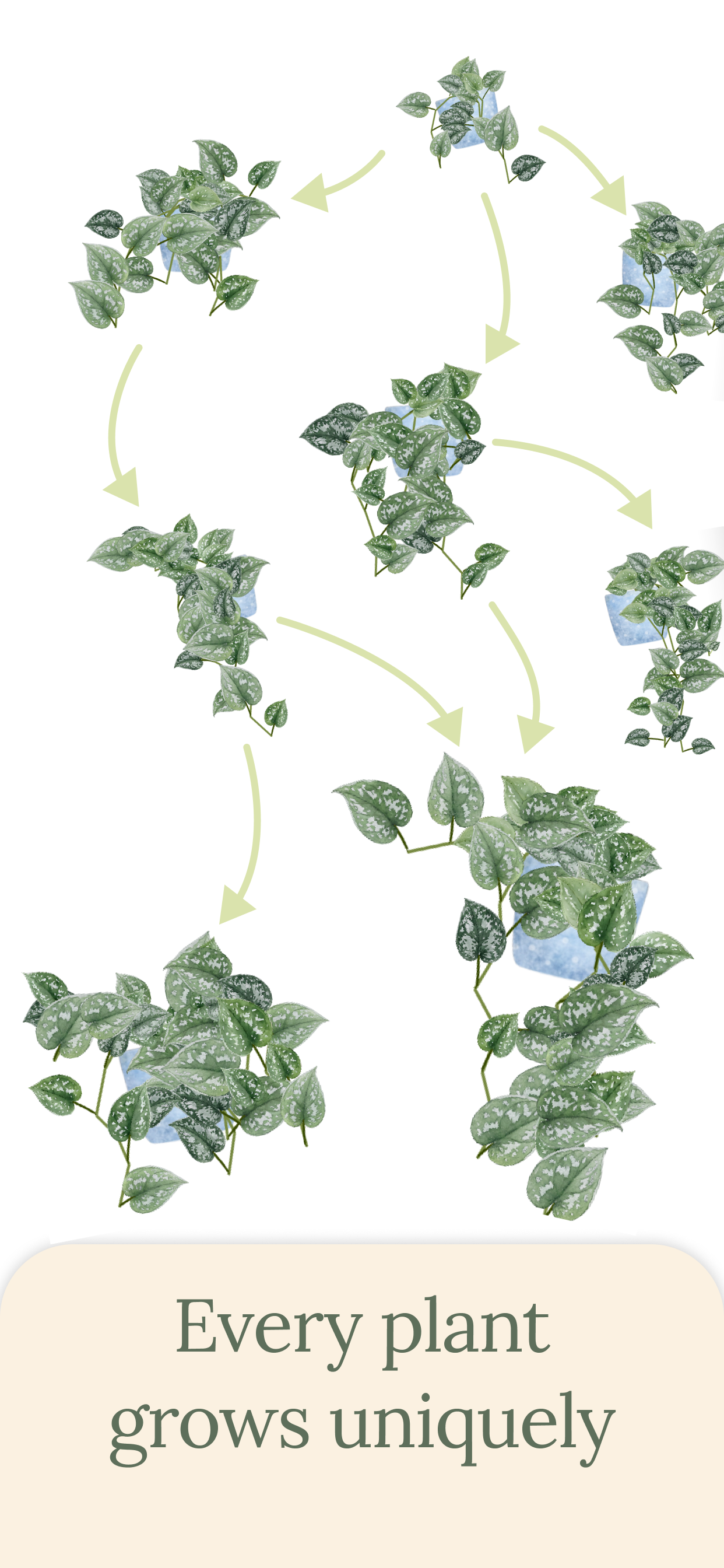 Every plant grows uniquely